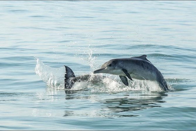 Shark Diving Full Day Guided Return Transfer to Gansbaai from Cape Town - Choosing your stop on the way back
