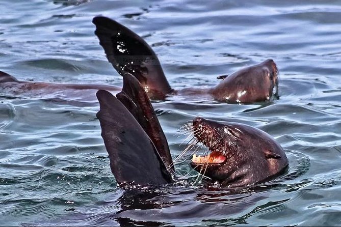 Shark Diving Full Day Guided Return Transfer to Gansbaai from Cape Town - Who will enjoy this day most?