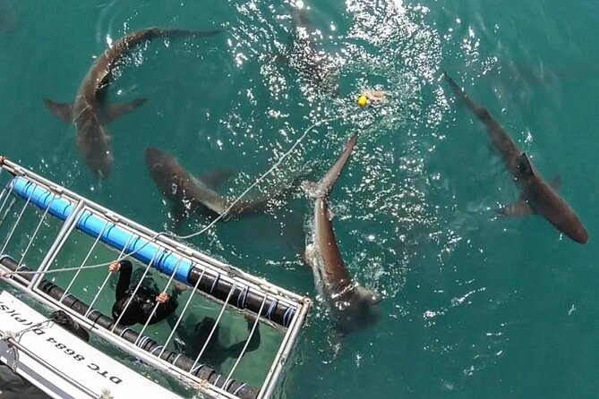Shark Explorers - Starting in Simon’s Town at 62 St George’s Street
