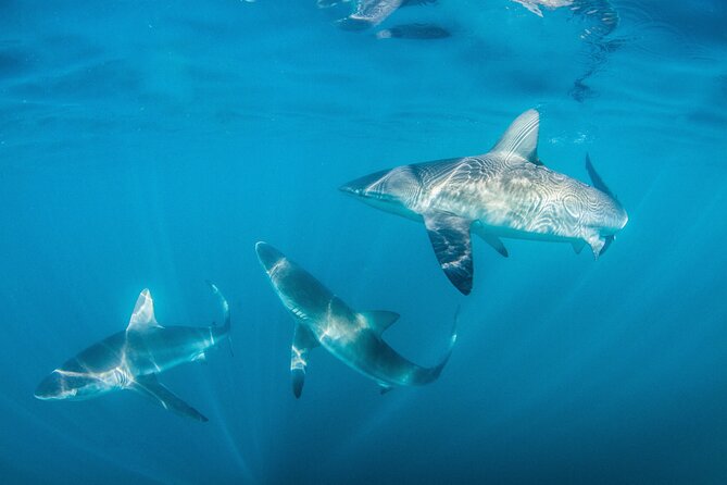 Shark Explorers - The briefing makes the cage less intimidating