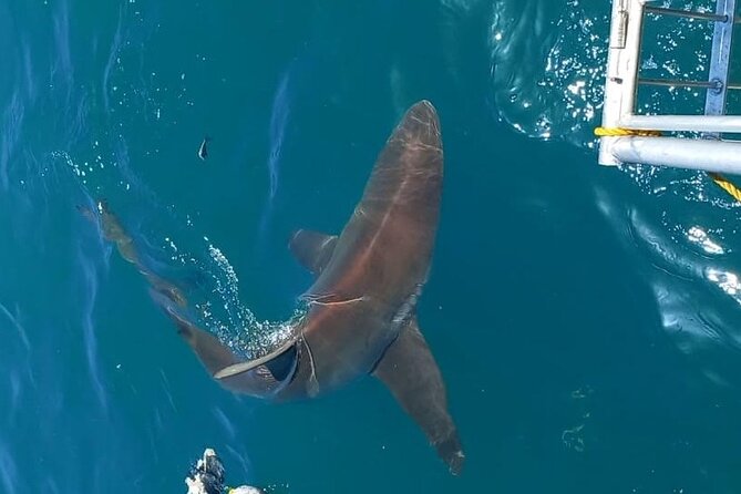 Shark Explorers - Snacks, showers, and the small comforts that matter