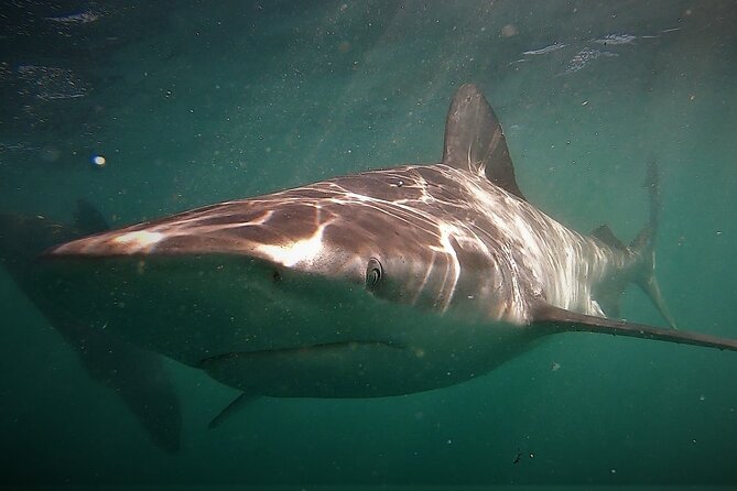 Shark Explorers - Weather, orcas, and the honest risk of no sharks