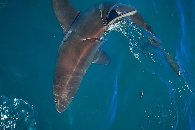 Shark Explorers - Cage time, wetsuits, and the hookah system