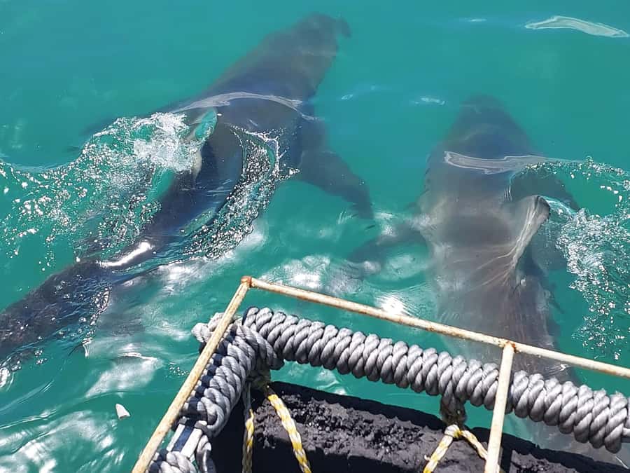Shark & Whale Trip Combo - Meeting Cape Shark Adventures at Kleinbaai Harbour