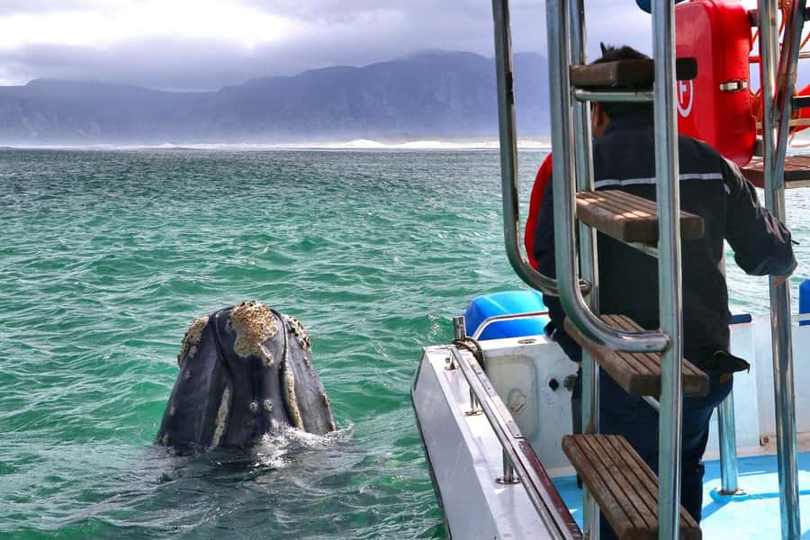 Shark & Whale Trip Combo - Why the food and hot shower matter