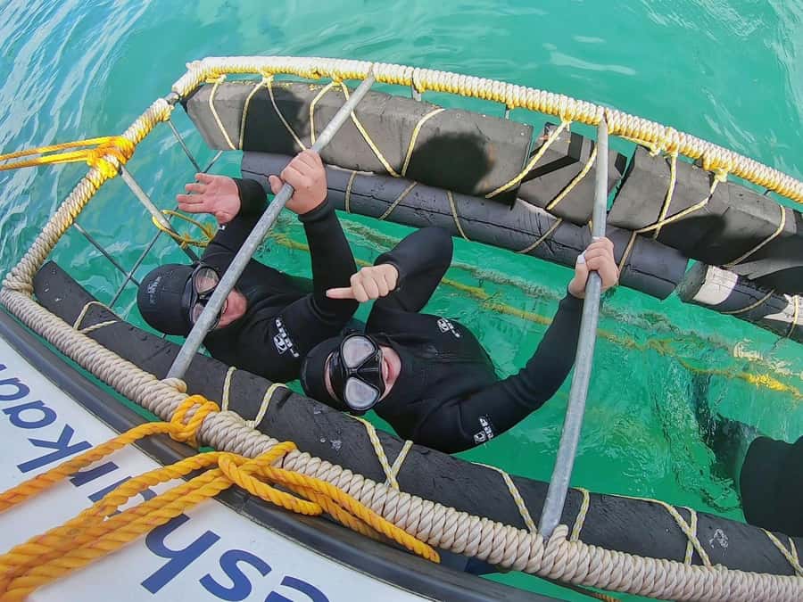 Shark & Whale Trip Combo - Looking for whales, dolphins, and seals