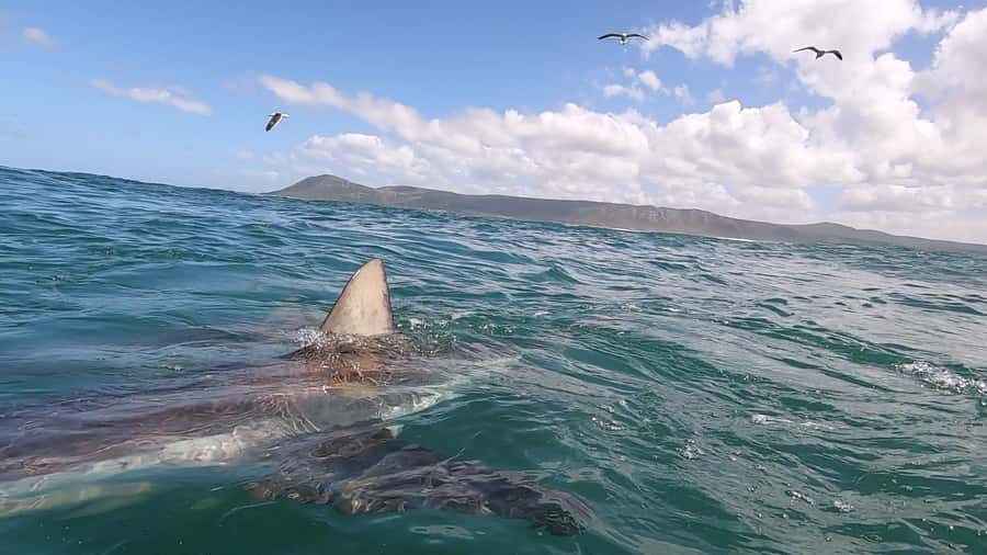 Shark & Whale Trip Combo - Is $283 per person a fair price?
