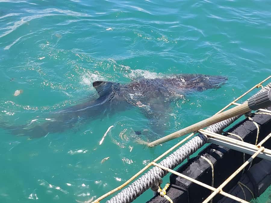 Shark & Whale Trip Combo - Who will enjoy this most?