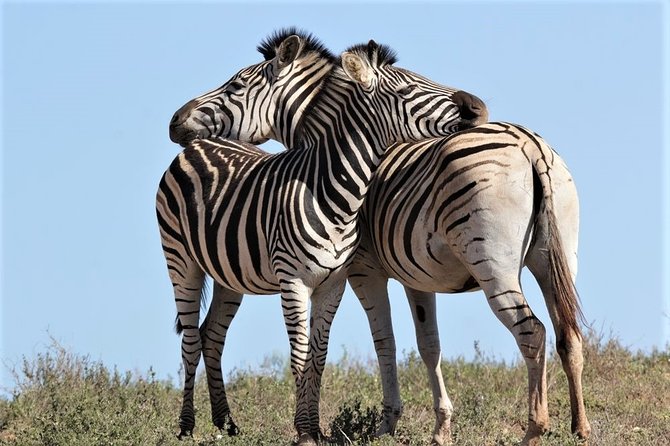 Shore Excursion Cruise Ships Port Elizabeth, Addo Elephant Park - Guides make the difference