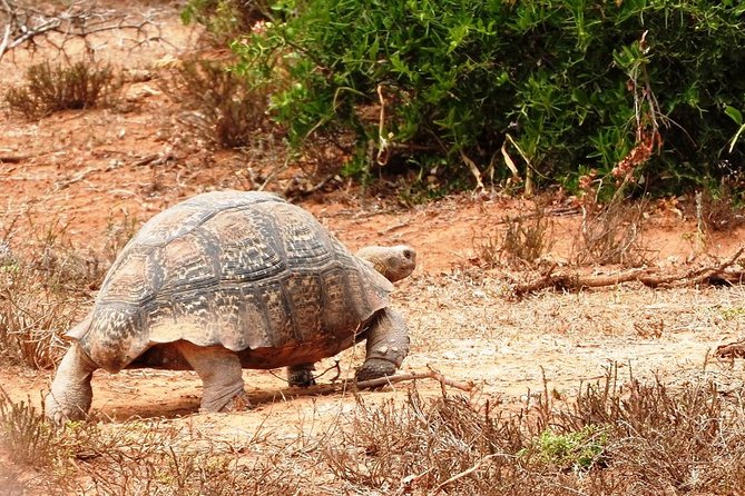 Shore Excursion Cruise Ships Port Elizabeth, Addo Elephant Park - How much wildlife can you expect?
