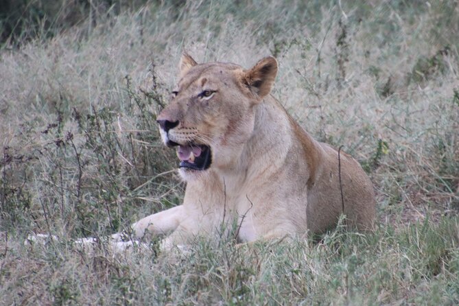 Shore Excursion Richards Bay Big 5 Safari Experience - Key points to know before booking