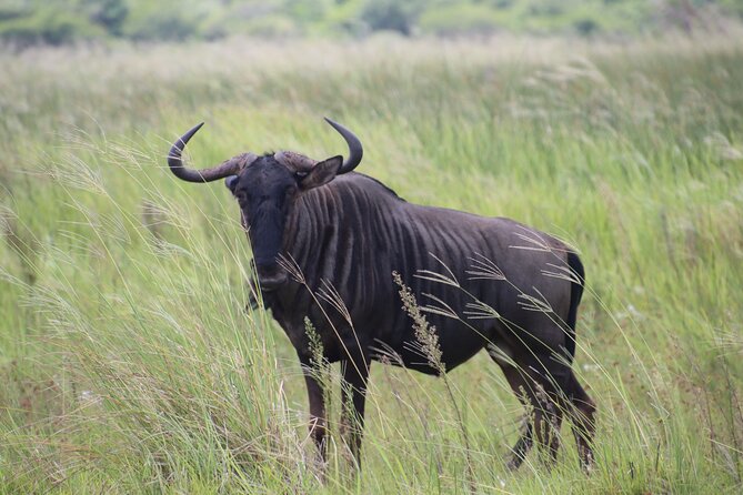 Shore Excursion Richards Bay Big 5 Safari Experience - Is $283.29 good value?