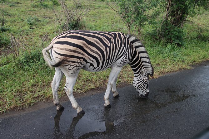 Shore Excursion Richards Bay Big 5 Safari Experience - Choosing between the iMfolozi and Hluhluwe sides