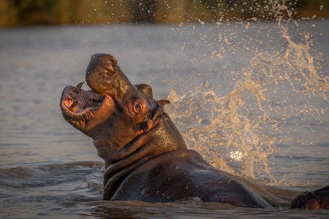 Shoreline Hippo and Crocodile Boat Cruises, iSimangaliso Wetland Park - Who should book this cruise?