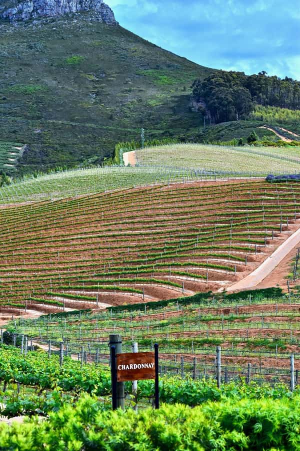 Sip & Savor : A Perfect Half-day Wine Escape to Stellenbosch - Lunch is separate and needs a little planning