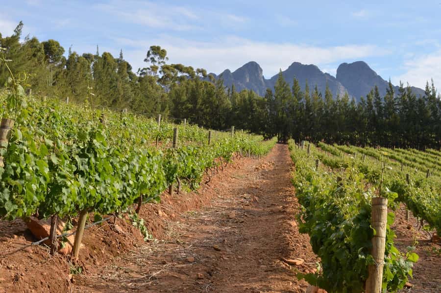 Sip & Savor : A Perfect Half-day Wine Escape to Stellenbosch - The $53 price: good value, with limits