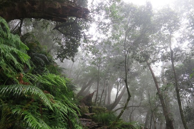 Skeleton Gorge to Table Mountain summit - Through indigenous forest on Skeleton Gorge