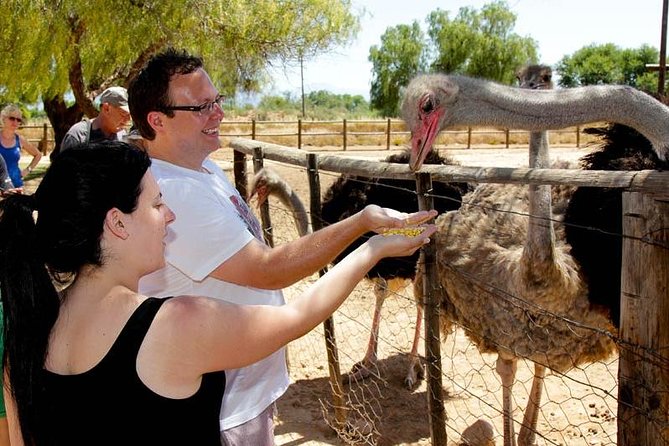 Skip the Line: Highgate Ostrich Farm Tour Ticket - A 75-minute introduction to ostrich country