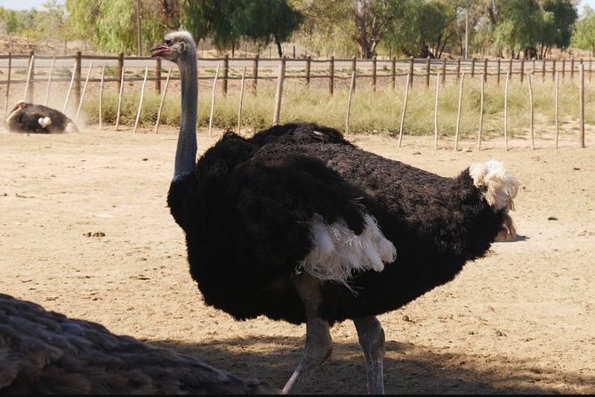 Skip the Line: Highgate Ostrich Farm Tour Ticket - From feathers and eggs to farm crafts