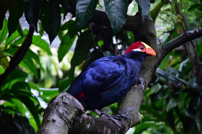 Skip the Line: World of Birds Admission Ticket - What World of Birds gives you for $7.40