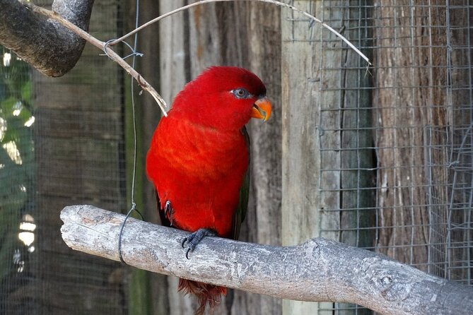 Skip the Line: World of Birds Admission Ticket - Monkey Jungle is the highlight for many families