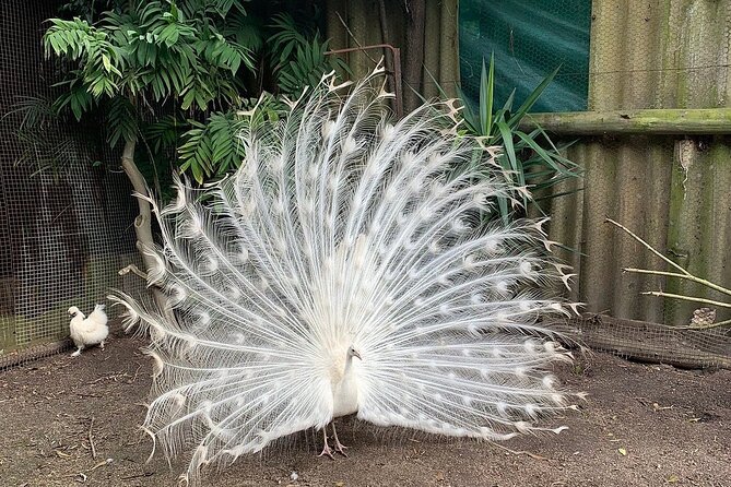 Skip the Line: World of Birds Admission Ticket - Practical planning for children and weather