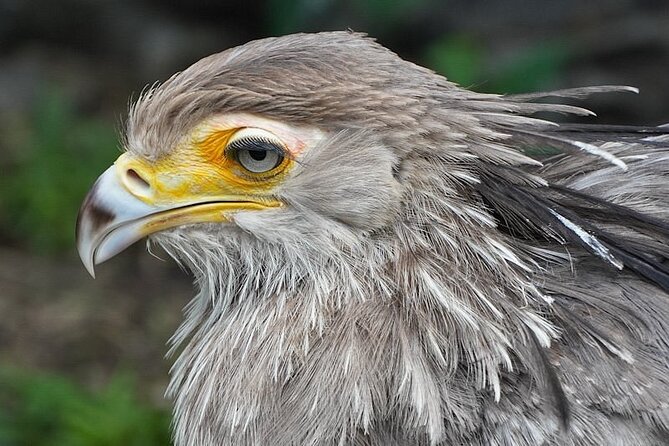 Skip the Line: World of Birds Admission Ticket - How the mobile ticket changes arrival