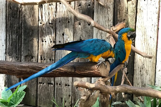 Skip the Line: World of Birds Admission Ticket - Entering Africa’s largest bird sanctuary