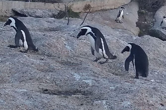 Small Group Cape Of Good Hope Penguins Wine Tasting Inc Park Fees - Boulders Beach gets you close to African penguins