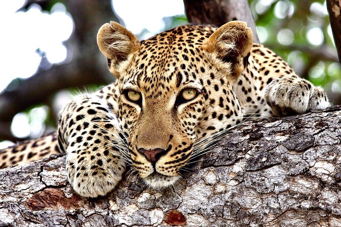 Small-Group Full-Day Safari Tour in Kruger National Park - Why a Kruger day safari from Hazyview works