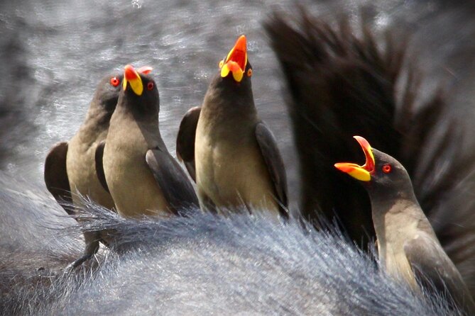Small-Group Full-Day Safari Tour in Kruger National Park - Two million hectares of wildlife country