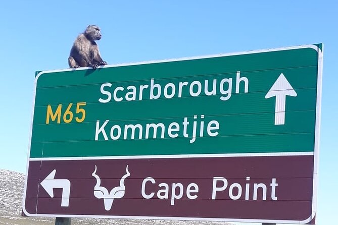 Small Group Table Mountain Penguin Colony and Cape Point Tour - Why this Cape Town day trip works