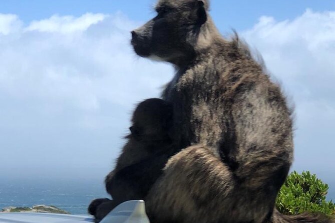 Small Group Table Mountain Penguin Colony and Cape Point Tour - Camps Bay gives you a fast coastal photo stop