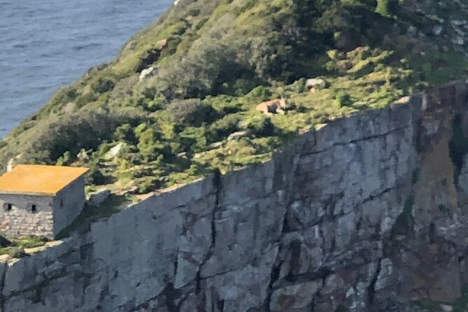 Small Group Tour Boulders Beach Penguin Colony Cape of Good Hope - Hout Bay leaves you with a real choice