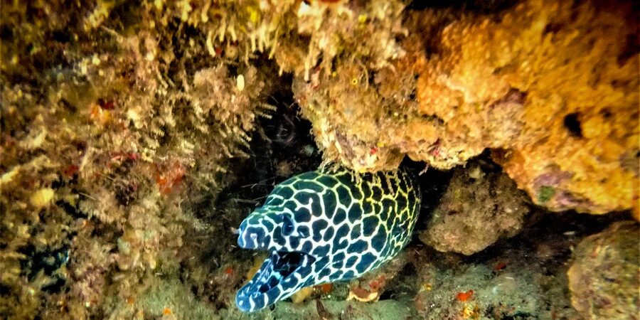 St. Lucia: Cape Vidal Snorkeling Adventure - Key points to know before you go