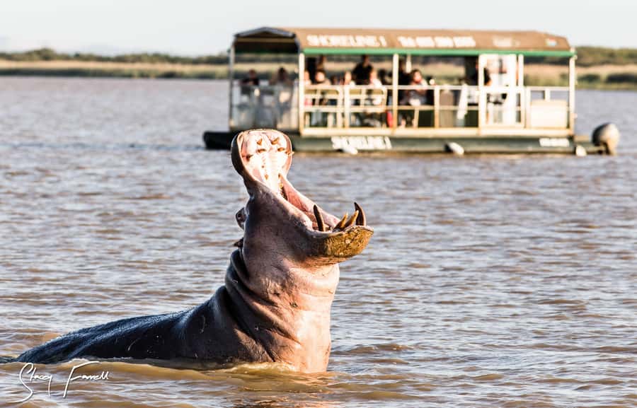 St Lucia: Hippo and Crocodile Cruise on a 15-Seat Vessel - Settling into the 15-seat vessel