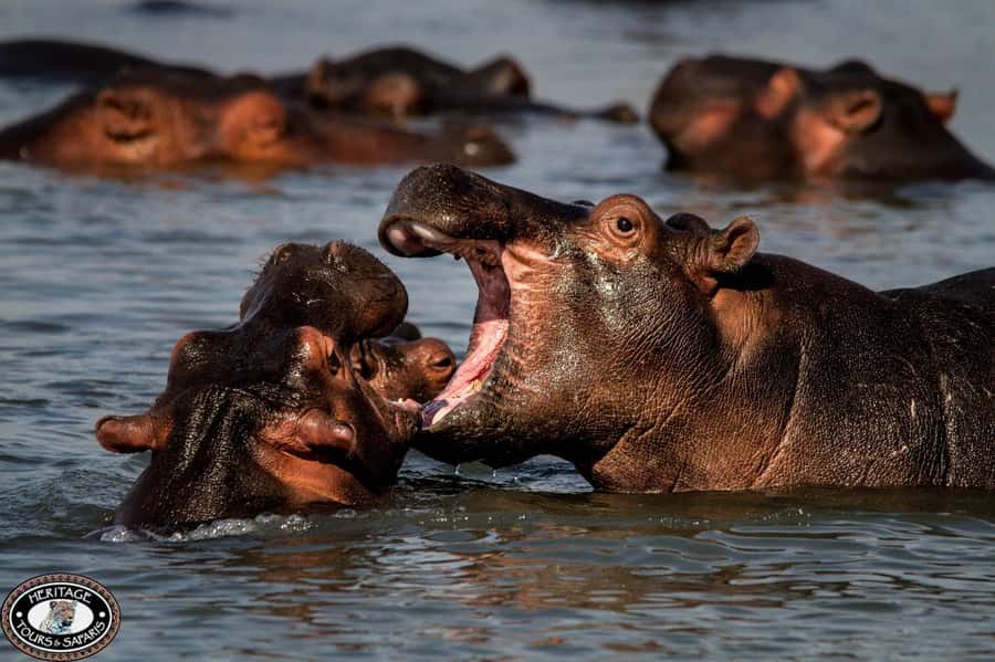 St Lucia: Hippo and Crocodile Cruise on a 15-Seat Vessel - The first stretch: open water and estuary scenery