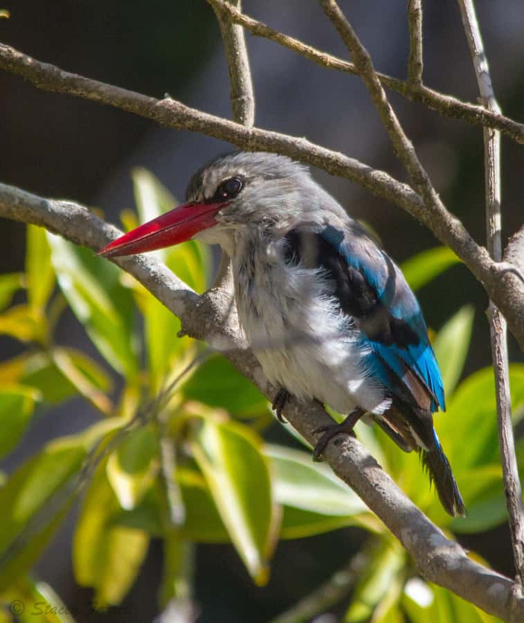 St Lucia: Hippo and Crocodile Cruise on a 15-Seat Vessel - Bird watching on the St Lucia water