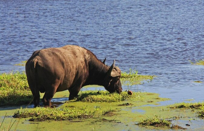 St Lucia Isimangaliso Boat Safari Day Tour from Durban - Key points to know before booking