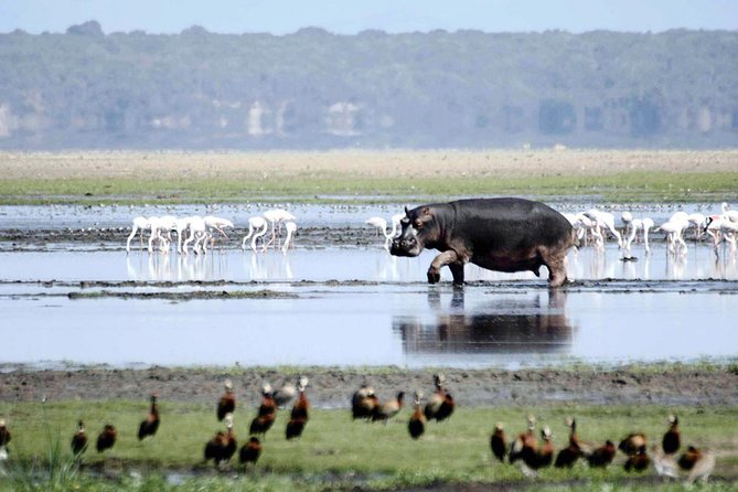 St Lucia Isimangaliso Boat Safari Day Tour from Durban - Is the $199.36 price fair?
