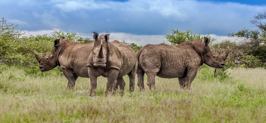 St Lucia: iSimangaliso Wetland Park: Full-Day/Half-Day Tour - Five things to know before you go