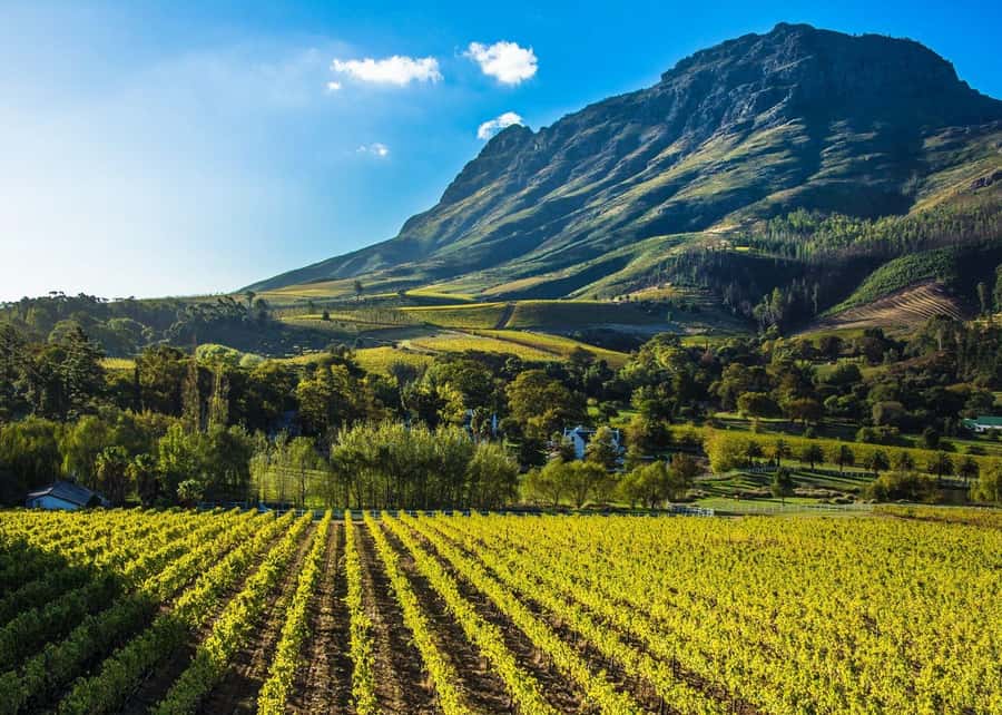 Stellenbosch: All-inclusive Private Wine Tour & Tastings - The vineyard walk gives the wine some context