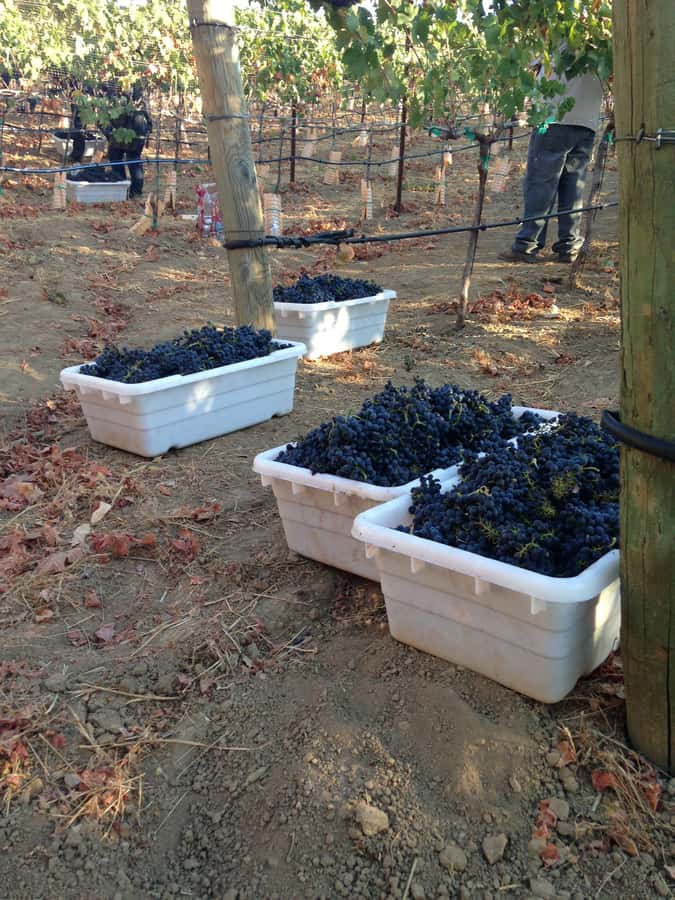 Stellenbosch: All-inclusive Private Wine Tour & Tastings - Cellar access depends on the day