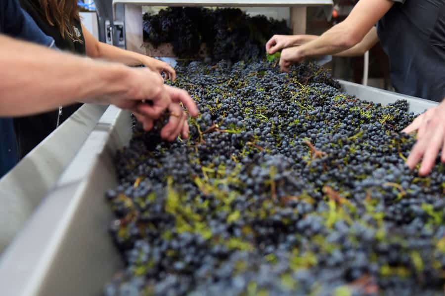 Stellenbosch: All-inclusive Private Wine Tour & Tastings - Lejean is a major part of the experience