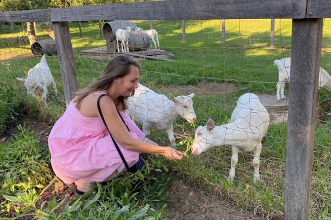 Stellenbosch, Franschhoek and Paarl: Full Day Wine Tour - What this Cape Winelands day actually offers