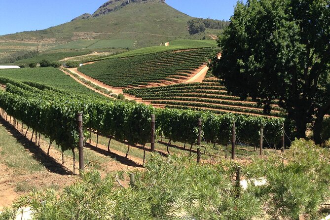 Stellenbosch Franschhoek Full-Day Tour with Cheese Tasting - Going underground at Bergkelder