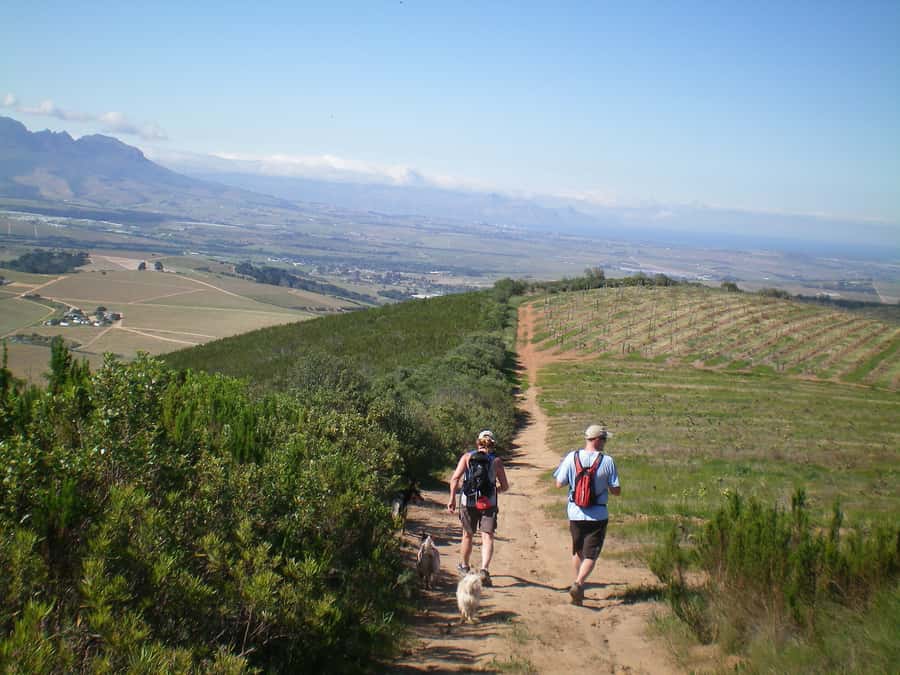 Stellenbosch: Guided Vineyard Hike and Wine Tasting - Five things to know before you book