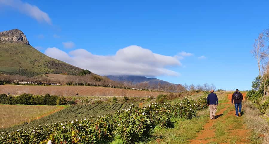 Stellenbosch: Guided Vineyard Hike and Wine Tasting - First wine estate: tasting with a sense of place