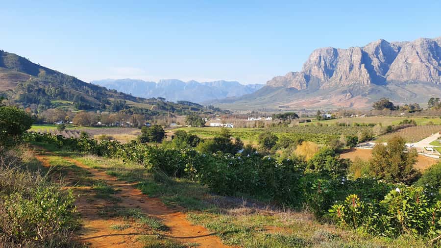 Stellenbosch: Guided Vineyard Hike and Wine Tasting - Walking the vineyards instead of watching them pass