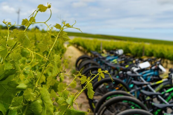Stellenbosch Half Day Winelands Mountain Bike Tour - Key things to know before you ride